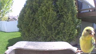 american goldfinch