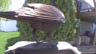 american crow