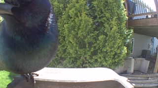 common grackle