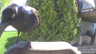 common grackle