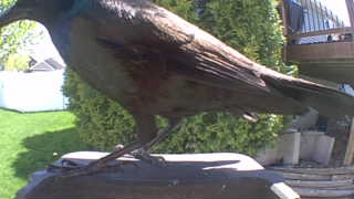 common grackle