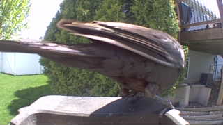 american crow