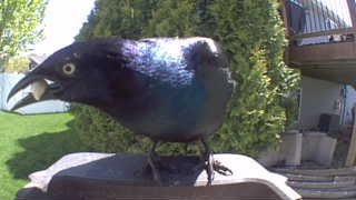 common grackle