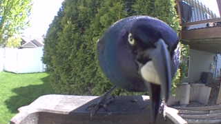 common grackle