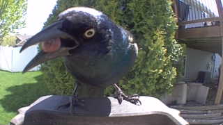 common grackle