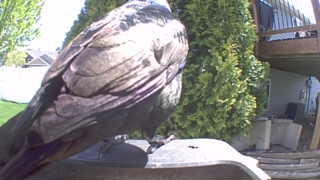 american crow