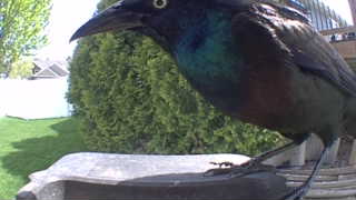 common grackle