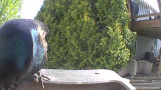 common grackle