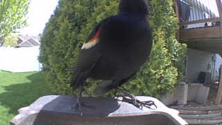red-winged blackbird