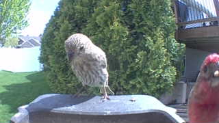 house finch