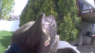 red-tailed hawk