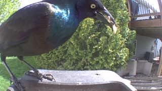 common grackle