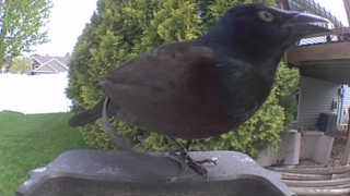common grackle