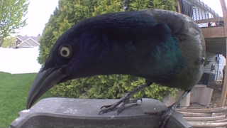 common grackle