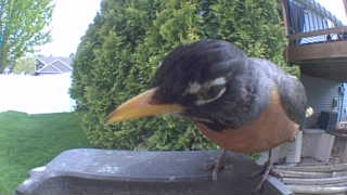 american robin