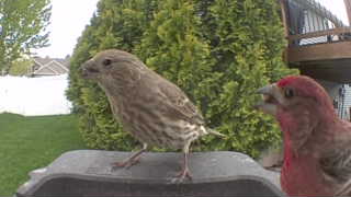 house finch