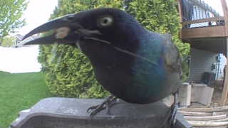 common grackle
