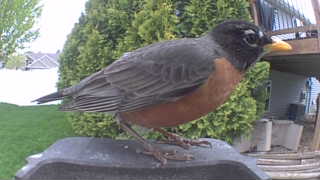 american robin
