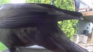 american crow