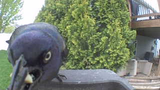 common grackle