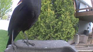 red-winged blackbird