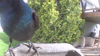 common grackle