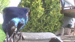 common grackle