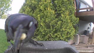 common grackle