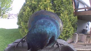common grackle