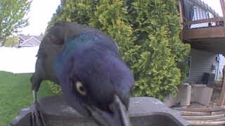common grackle