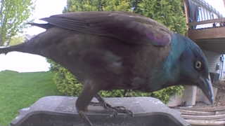 common grackle