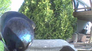 common grackle