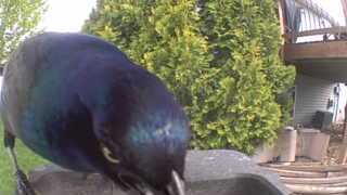 common grackle