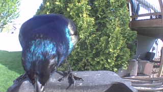 european starling