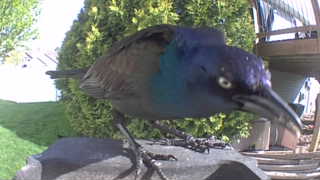 common grackle
