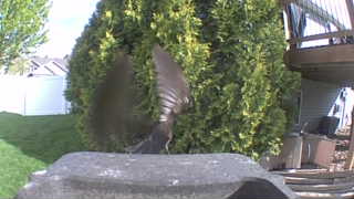 european starling