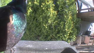 common grackle