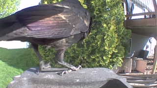 common raven