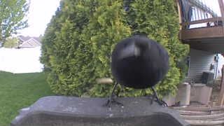 american crow