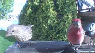 house finch