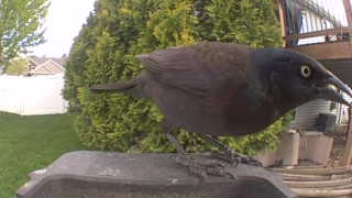 common grackle