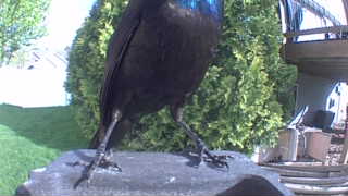 common grackle