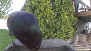 common grackle