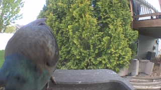 european starling
