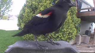 red-winged blackbird