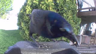 common grackle