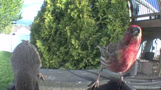 house finch