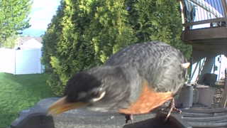 american robin