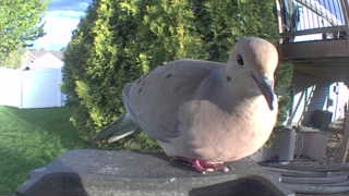 mourning dove