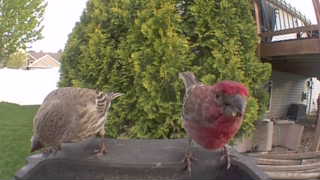 house finch